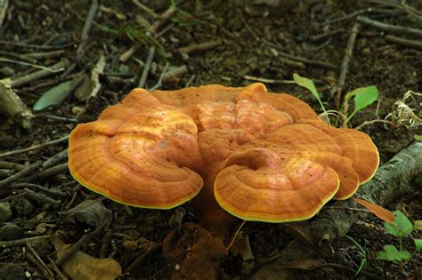 Ganoderma Mushroom Tokiwa Phytochemical Coltd