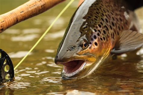 From Organic Poison To Blast Fishing Technique Has An Impact