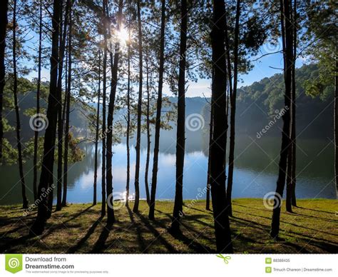 Morning Scene Of Beautiful Lake And Mountain Through Pine