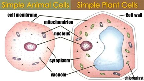 Animal cells and plant cells share the common components of a nucleus, cytoplasm, mitochondria and a cell membrane. Differences Between Plant and Animal Cells