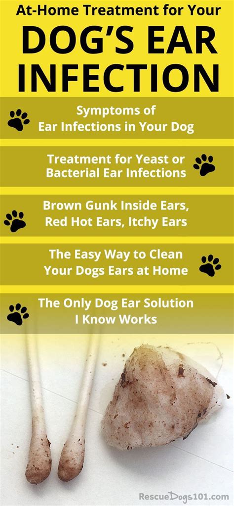 How To Get Rid Of Ticks In My Dogs Ears Howotremvo