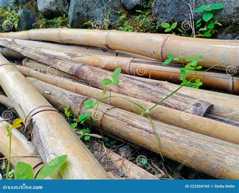 Brown Bamboos Stock Photo Image Of Piles Brown Bamboo 223204760