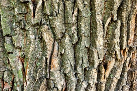 Oak Tree Bark Texture High Quality Nature Stock Photos ~ Creative Market