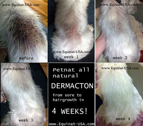 Pin By Equinat Usa On Dermacton Before And After Natural Treatment Dog