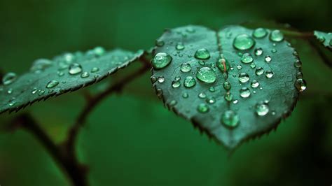 Macro Nature Leaves Water Drops Wallpapers Hd Desktop And Mobile