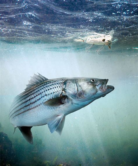 Photographer John Kuczala Striped Bass Topwater One Eyeland