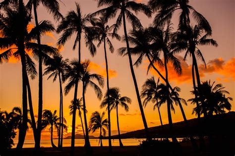 Palm Tree Sunset Hawaii Kai Anthony Quintano Flickr