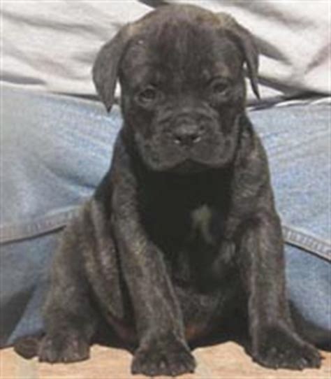 There are 224 brindle bullmastiff for sale on etsy, and they cost $23.28. Bullmastiff breeders links and breed information on ...