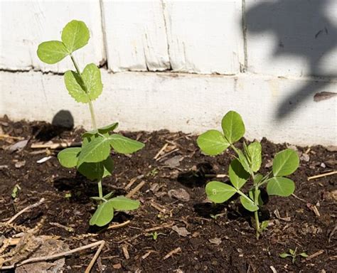 How To Grow Snow Peas Plants Little Plants Peas