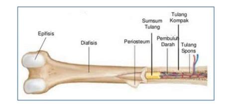Struktur Tulang Pipa Pengertian Jenis Jenis Dan Bagiannya Lengkap My