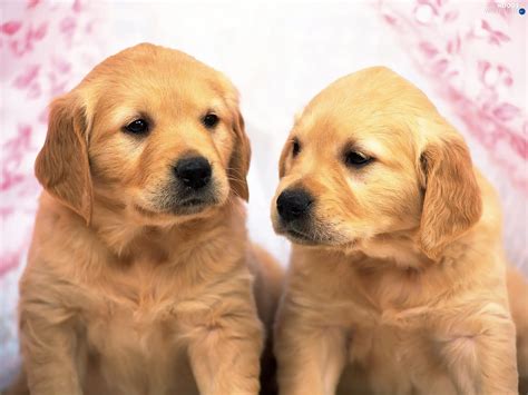 Little Doggies Puppies Two Cars Dogs Wallpapers 1600x1200
