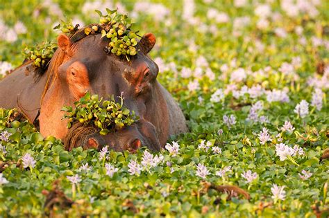Maybe you would like to learn more about one of these? Africa's Most Dangerous Animals