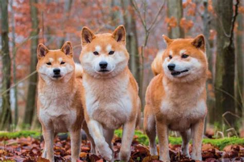 The only official twitter account of shiba inu $shib popular worldwide, shiba inu token is the first cryptocurrency to be listed and incentivized on. Onze Hond | Rasportret: Shiba, kom meer te weten over dit ...