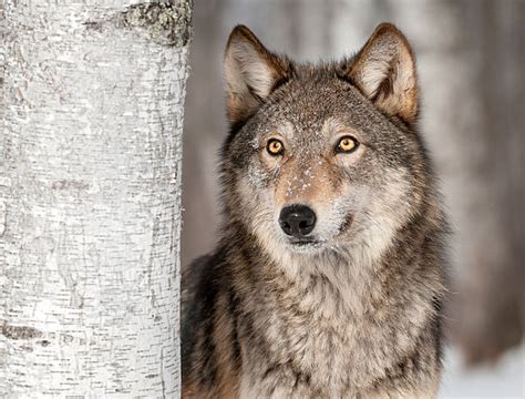 Royalty Free Gray Wolf Pictures Images And Stock Photos Istock