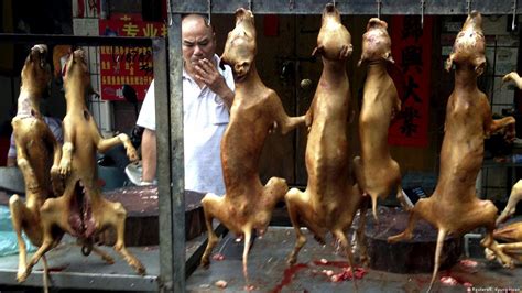 Chinas Dog Meat Festival Its A Man Eat Dog World Dw 06222017