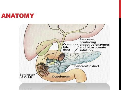 Ppt Gall Bladder And Biliary System Procedures Powerpoint Presentation Id