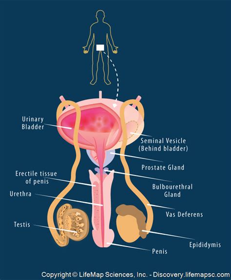 Colorful Male Reproductive System Diagram
