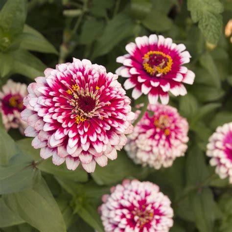 56 Beautiful Summer Flowers That Will Transform Any Exterior