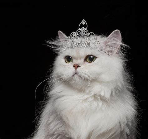 white persian cat wearing tiara photograph by gk hart vikki hart