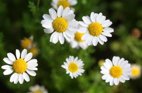 Daisy Extract Bellis Perennis Extract Welcome To Yongyuan Bio Tech