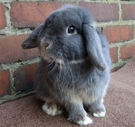Pin By Tenkainen On Puput Mini Lop Mini Lop Rabbit Cute Creatures