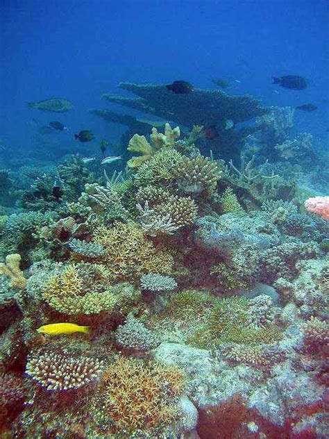 scientists stunned by coral growth at bikini atoll
