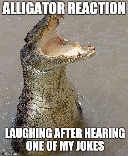 Alligators Love Laughter Imgflip