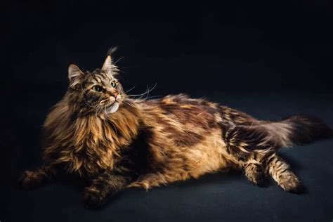 Maine Coon Mix 21 Interesting Facts Is My Cat Part Maine Coon