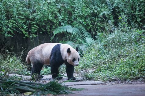 Yaan Bifengxia Panda Base China Chengdu Tours Chengdu Panda