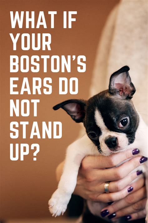 A puppy with one ear up and one ear down is very cute and surely attracts people with his comical expression, but many dog owners grow concerned as time goes by and the ears are not standing up as they should. When Do Boston Terriers Ears Stand Up? What If They Don't? | Boston terrier, Boston terrier dog ...