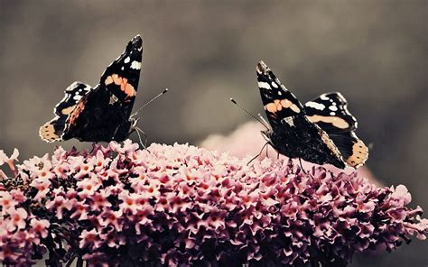 Butterflies Insects Flower Macro Surface Flight Hd Wallpaper Pxfuel