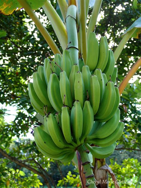 Banana Tree In Rainforest