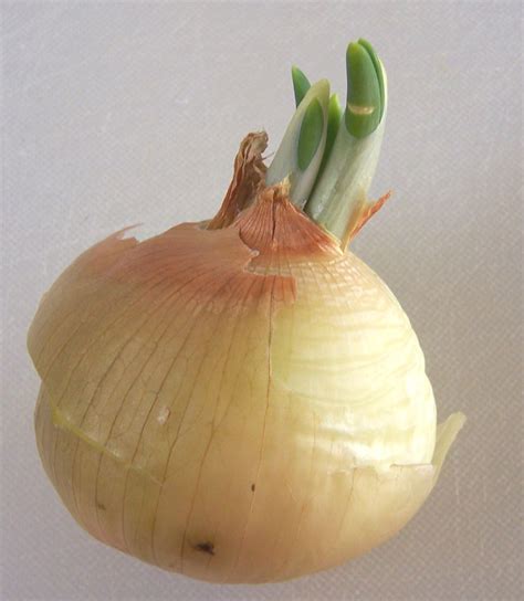 They come from onions that are harvested super early. Onions- Sprouts | International Produce Training
