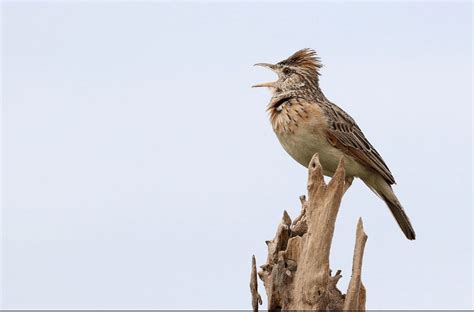 Branjangan dari daerah ini memiliki volume suara yang keras dengan bunyi yang bervariasi. Gambar Burung Branjangan / Semua tentang Burung: Mirafra Javanica (BRANJANGAN) : Burung ini ...