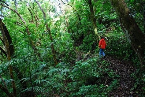 Nature reserve timimbang forest reserve on the map. Birdwatching Monteverde Cloud Forest Reserve - Monteverde ...