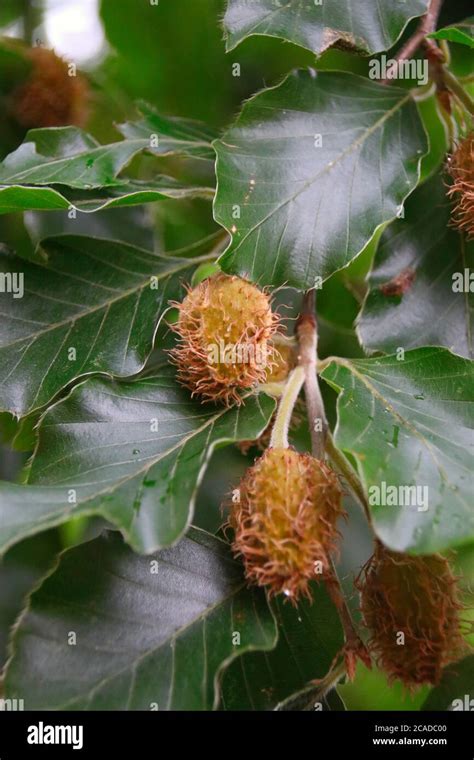 Common Beech Fagus Sylvatica Fruit Hi Res Stock Photography And Images