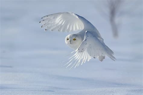 Snowy Owl Wallpaper 73 Images