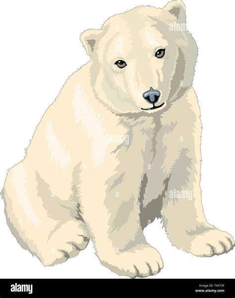 Polar Bear Cub Vector Illustration Stock Vector Image And Art Alamy
