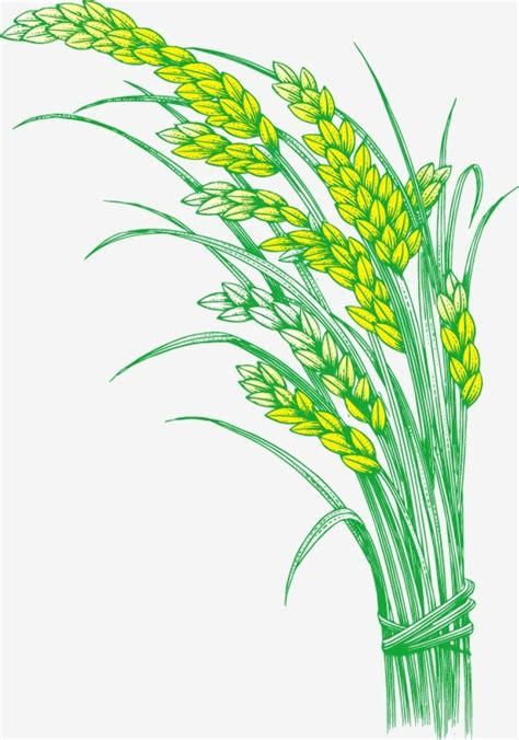 Download High Quality Rice Clipart Plant Transparent Png Images Art