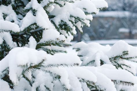 1920x1080 Wallpaper Snow Covered Pine Tree Peakpx