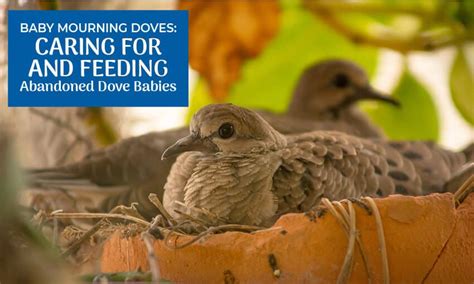 Baby Mourning Doves Caring For And Feeding Abandoned Dove Babies
