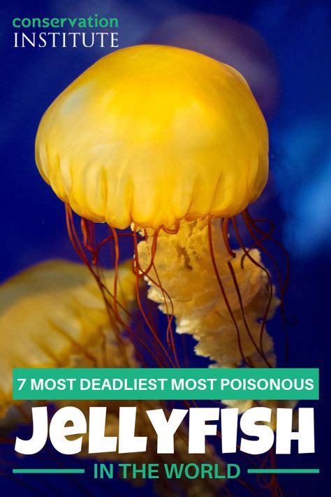 7 Most Deadliest Most Poisonous Jellyfish In The World Nature Aesthetic