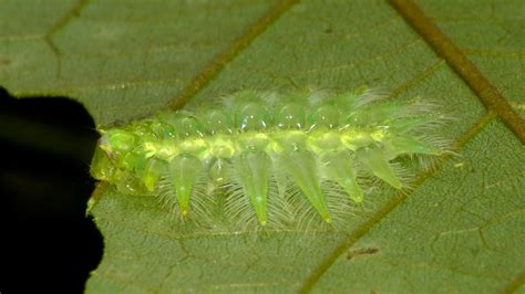 Slug Moth Caterpillar Limacodidae From Reserva Rio Bravo Flickr