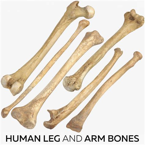 Human Leg Arm Bones Model Turbosquid 1499601
