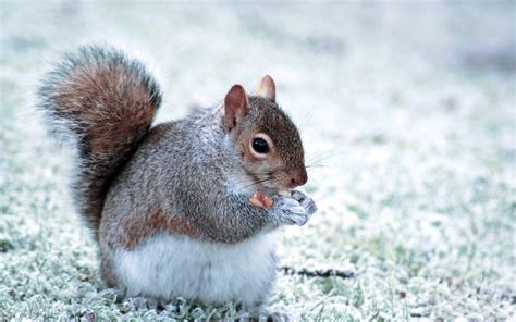 Forest Elf Cute Squirrel Hd Wallpapers Picture Preview