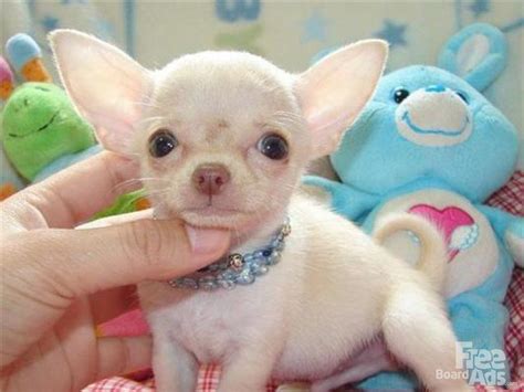 Newborn Puppies Newborn Fluffy Teacup Chihuahua Pets Lovers