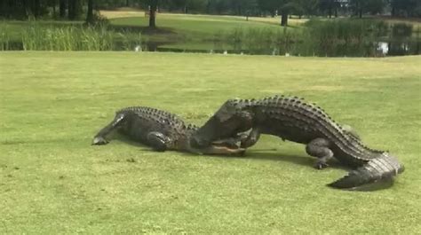 Shocked Golfer Films Two Alligators Fighting On South Carolina Golf Course