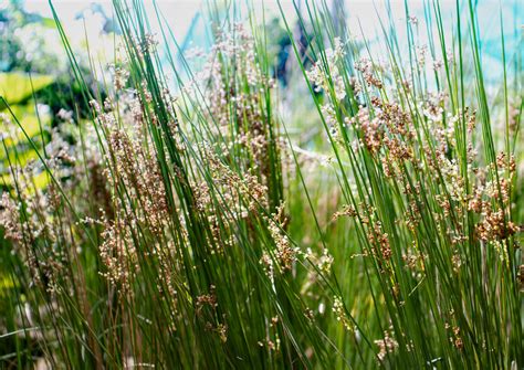 Soft Rush Wetland Perennial Garrett Wildflower Farm Nc