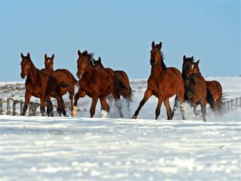 Winterbilder tiere als hintergrundbild : Winterbilder Tiere Als Hintergrundbild : Fotos Von Hirsche Wolfe By Yakovlev Vad Natur Winter ...