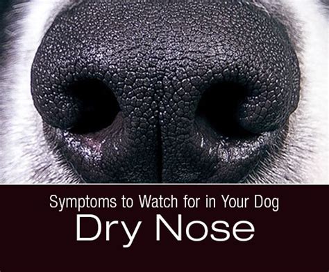 Symptoms To Watch For In Your Dog Dry Nose Dry Nose Dry Dog Nose
